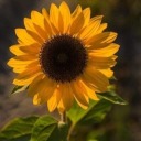 tudoounada123 avatar