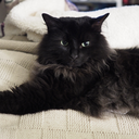 tuesdaydreams avatar