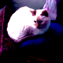 tuesdayvisionactivate avatar