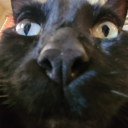 tuffcatdad avatar