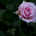 tuidiotaenamorada avatar