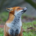 tukenmez-hayat avatar