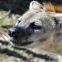 tukeric-tumeric avatar