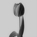 tulipgray avatar