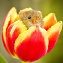 tulipmouse avatar