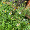 tulipsontheroad avatar