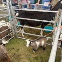 tumbler5745321 avatar