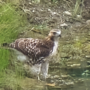 tumblers-stepchild avatar