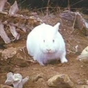 tumblers-top-animals avatar