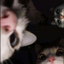 tumbletumbletumbletumble avatar