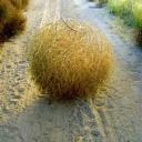 tumbleweed-offical avatar