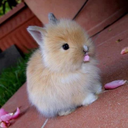 tumbling-bunnies-blog avatar