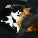 tumbling-tumbleweed avatar