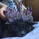 tumblingtumblertime avatar