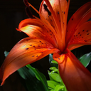 tumeradilvichvasda avatar