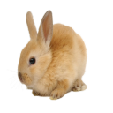 tummy-purling avatar