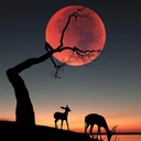 tuna03fan-blog avatar