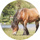 tunturiharakka avatar