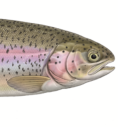 turbotrout avatar