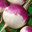 turgidturnip avatar