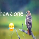 turkeysandwich1337 avatar