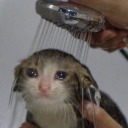 turkulesmulligan avatar