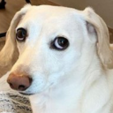 turningsuperevil avatar