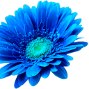 turquoisedaisies avatar