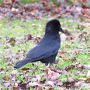 turquoisegalaxies avatar