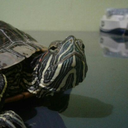 turtally-lorenzo avatar