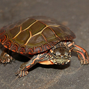 turtle--world-blog avatar