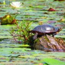 turtle-pond-stims avatar