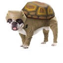 turtledoggo avatar