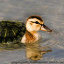 turtleduckcrossing avatar