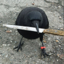 turtleducknewton avatar