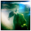 turtlerturtle avatar