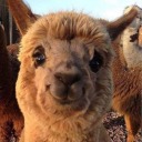 turtlesandalpacas avatar