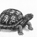 turtlesfromvenus avatar