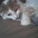 turtleskyeyes avatar