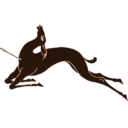 turtleswithwings avatar