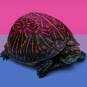 turtlewithteeth avatar