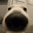 tuta-hua-pyaaz-hu-mai avatar