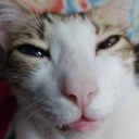 tvdumarvelhpsimp avatar