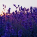 tvmoviemaniac avatar