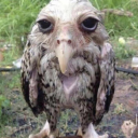 twas-a-cat-928 avatar