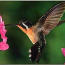 tweakerbirdie avatar