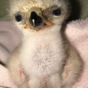 twelve-thousand-pizzas avatar