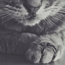 twenty-0ne-cats avatar