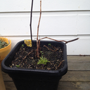 twentyfourpots avatar