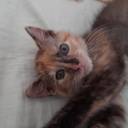 twiceshysworld avatar